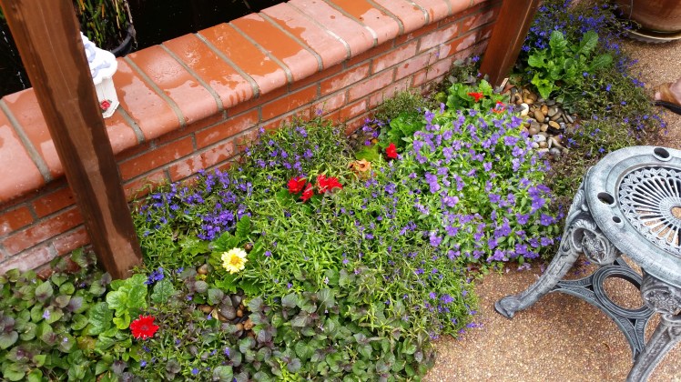 Mums beautiful flower border.
